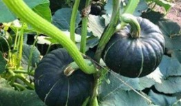 网红吃瓜视频哪个最经典,盘点那些让人回味无穷的经典瞬间